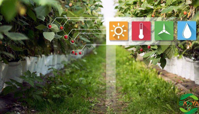 如何應(yīng)用智慧農(nóng)業(yè)技術(shù)推動(dòng)精準(zhǔn)農(nóng)業(yè)發(fā)展