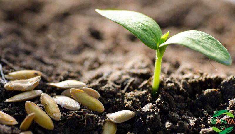 目前化肥行業(yè)主要問題有哪些，發(fā)展趨勢怎樣？