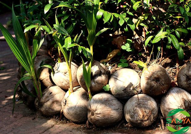 2024年海南農(nóng)業(yè)博覽會(huì)