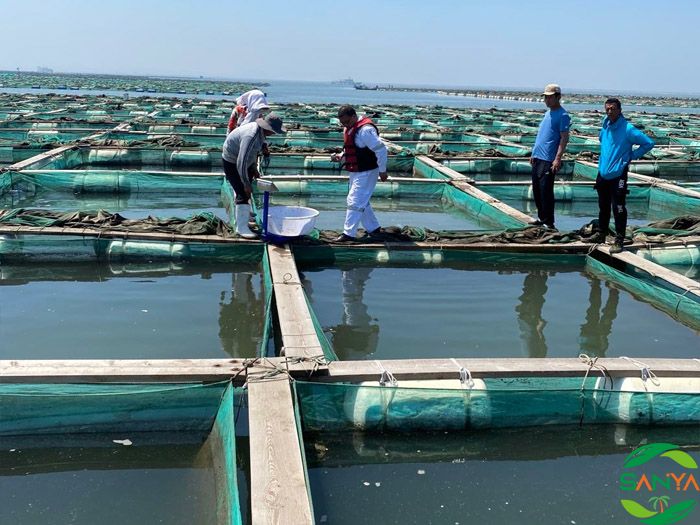 海南省設(shè)施農(nóng)業(yè)發(fā)展對(duì)當(dāng)?shù)剞r(nóng)民的影響如何