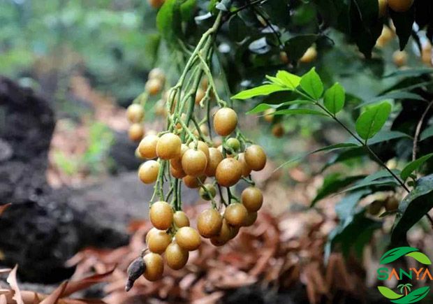 中國現(xiàn)代高效農業(yè)的科技創(chuàng)新有哪些方面值得關注