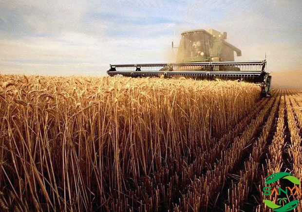 農(nóng)業(yè)現(xiàn)代化對(duì)農(nóng)村勞動(dòng)力流動(dòng)和農(nóng)村經(jīng)濟(jì)結(jié)構(gòu)優(yōu)化有何影響