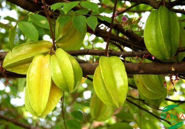 現(xiàn)代智慧農(nóng)業(yè)的發(fā)展趨勢(shì)