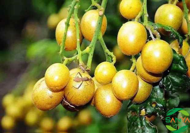 海南現(xiàn)代智慧農(nóng)業(yè)發(fā)展