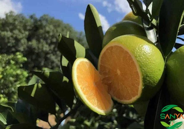 海南省智慧農(nóng)業(yè)發(fā)展的未來趨勢是什么