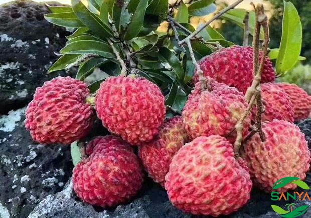 海南省在推廣智能灌溉技術(shù)方面有哪些具體舉措