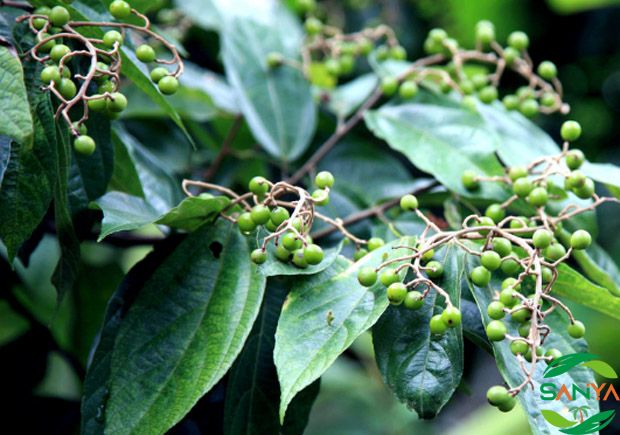 海南數(shù)字農(nóng)業(yè)發(fā)展的現(xiàn)狀如何