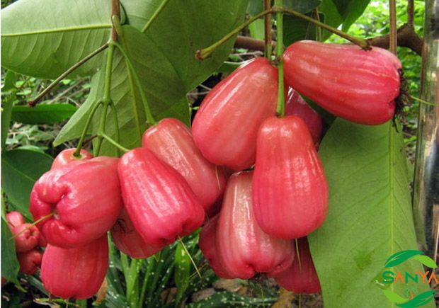 海南設(shè)施農(nóng)業(yè)智能灌溉的應(yīng)用效果如何