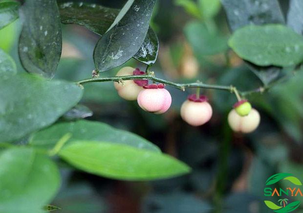 2024海南設(shè)施灌溉展會時間和地點